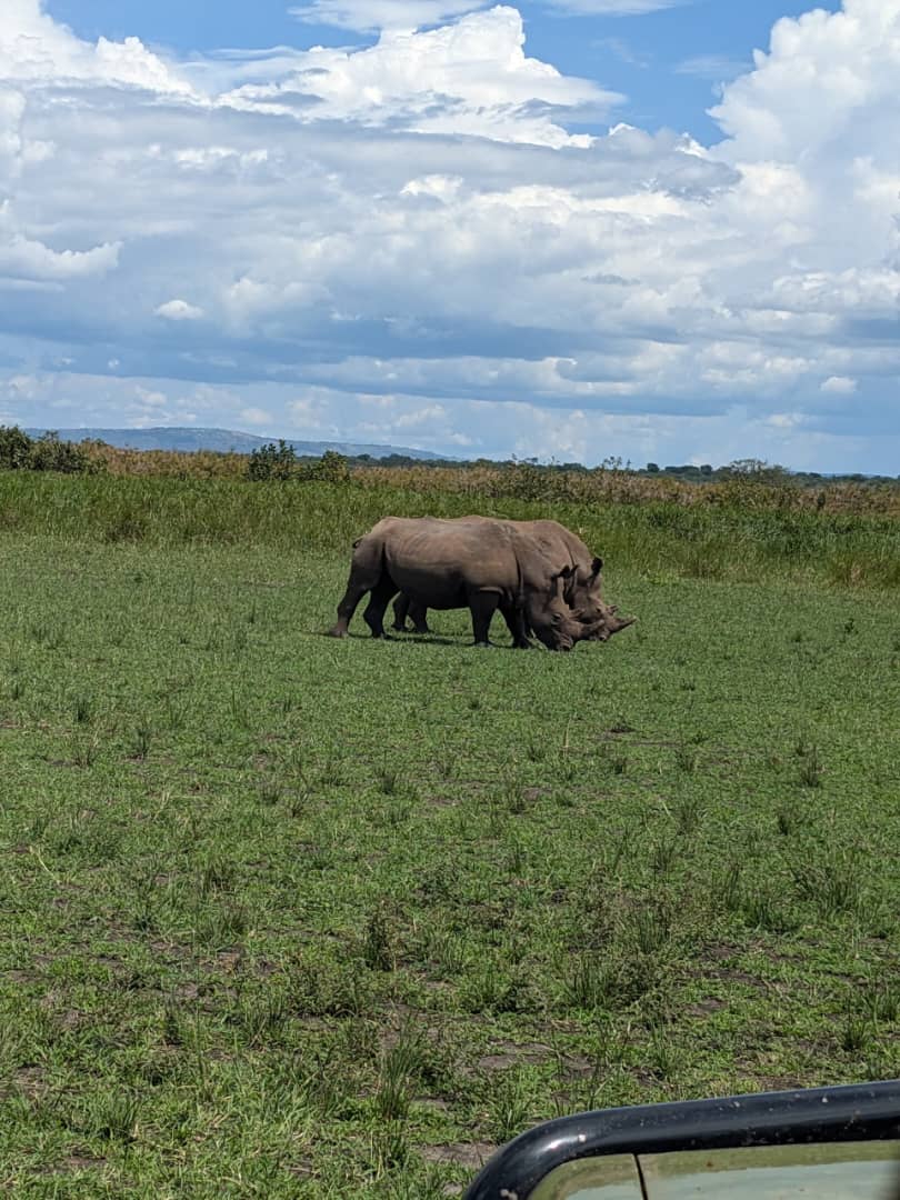 Rhinos at Rest