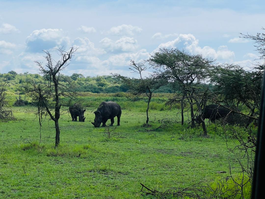 Savanna Landscape with Rhinos