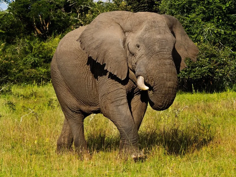 1 Day Akagera Safari