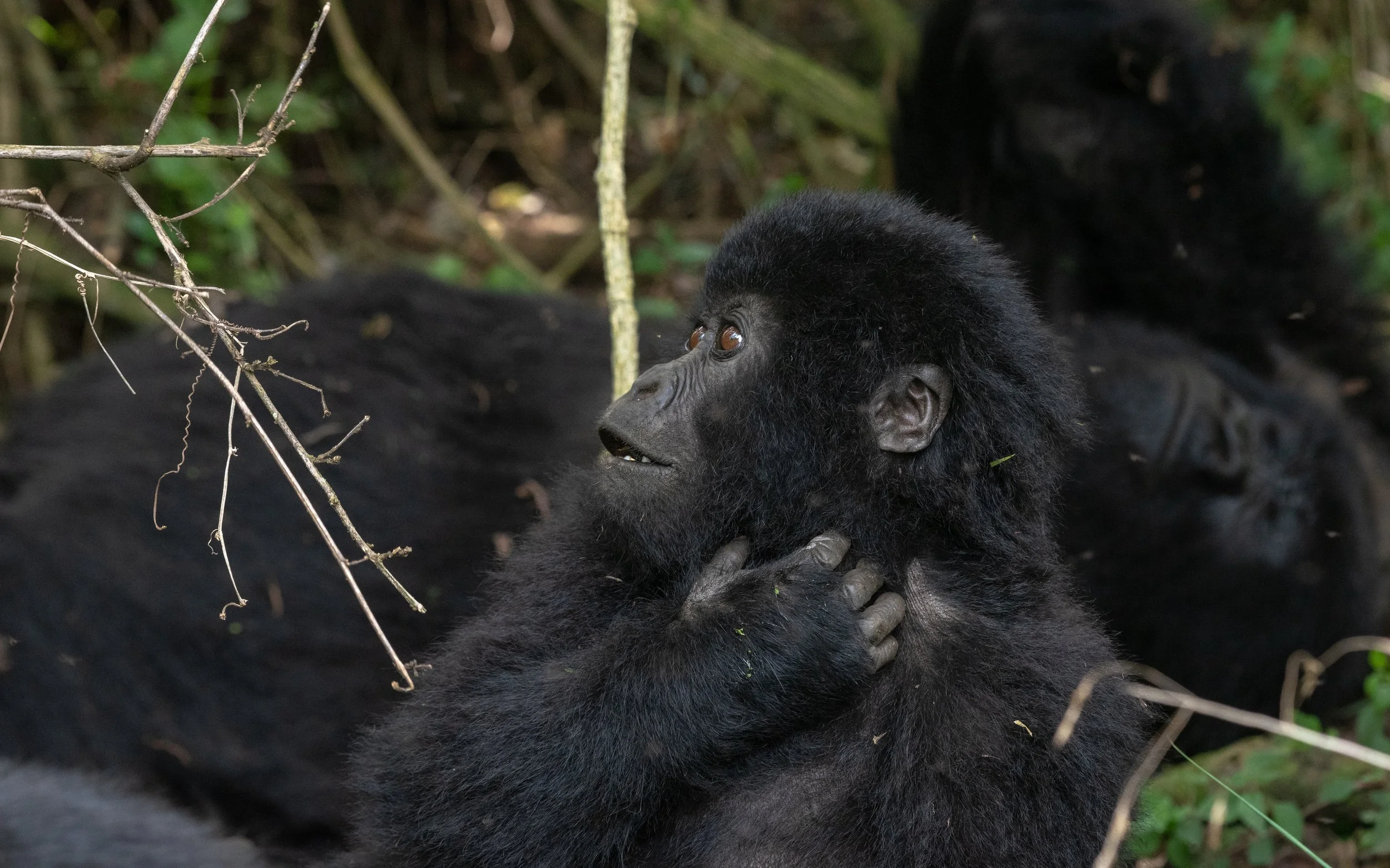 African Safari Sunset