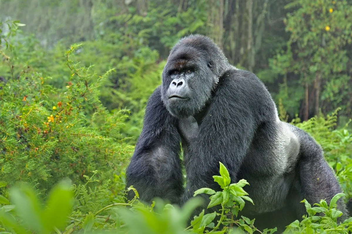 3 Days Bwindi Gorilla Safari